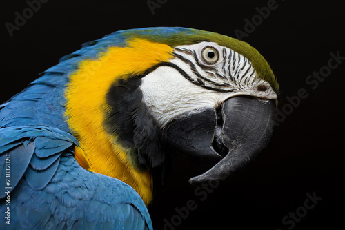 Macaw portrait photo