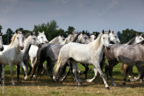 Obraz na plátně herd of horses