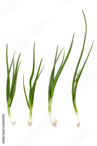 green onions on white background