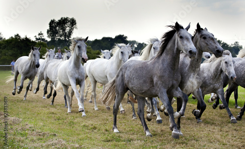 herd of horses