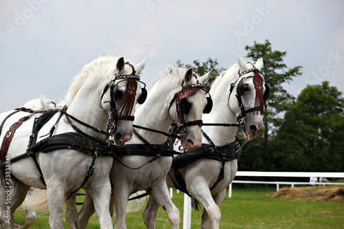 Fototapeta Naklejka Na Ścianę i Meble -  Horse drawn carriage