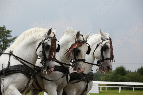 Fototapeta Naklejka Na Ścianę i Meble -  Horse drawn carriage