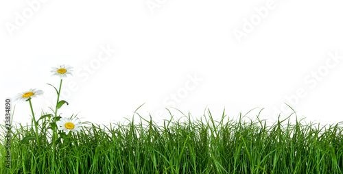 Green Grass and Daisy