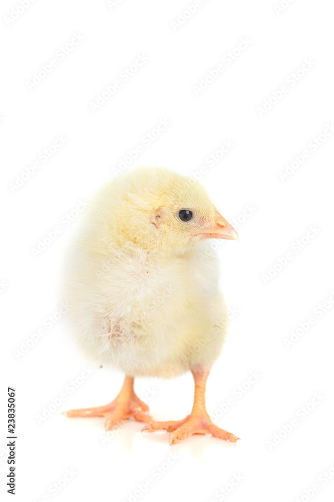 fluffy  chicken