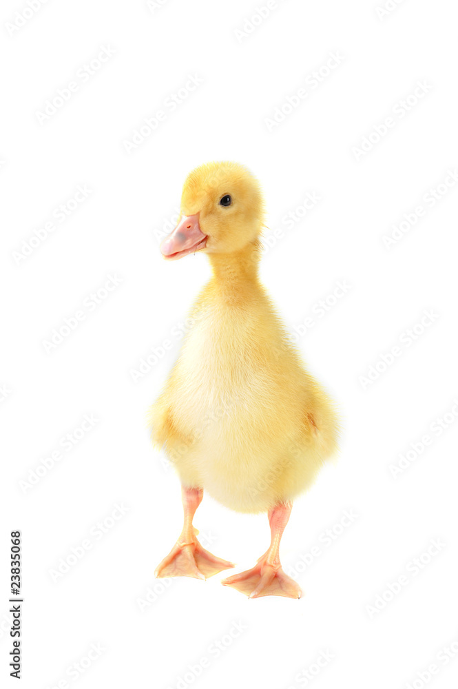 yellow fluffy duckling yellow fluffy duckling