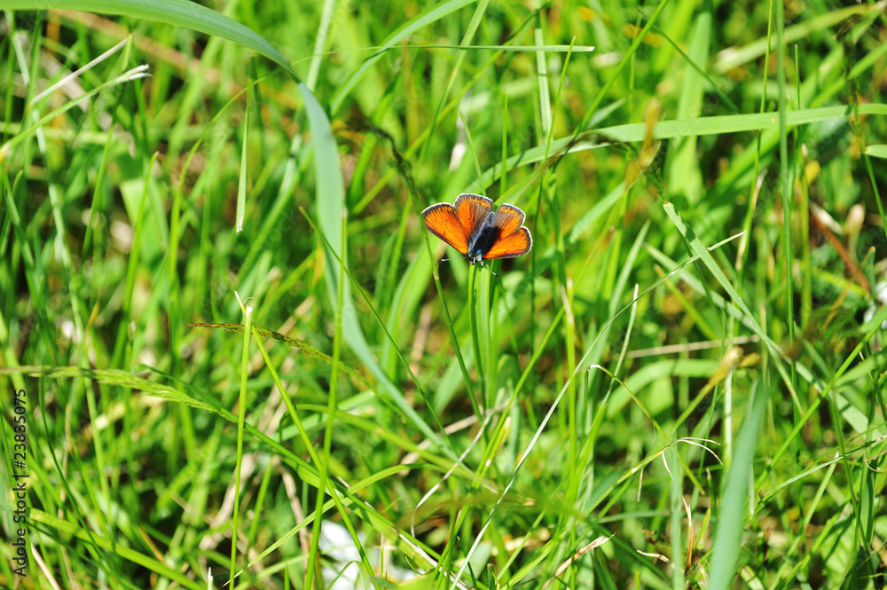 red butterfly red butterfly