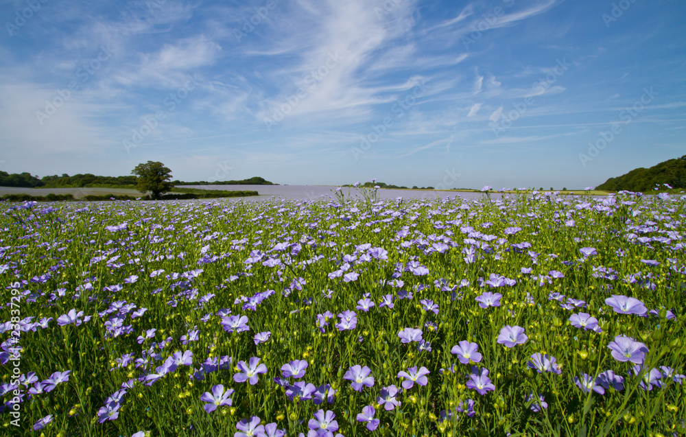 Field of Linseed or Flax in flower - obrazy, fototapety, plakaty 