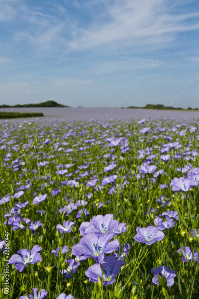 Field of Linseed or Flax in flower