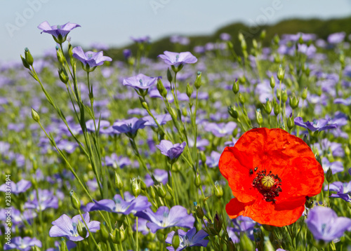Fototapeta Naklejka Na Ścianę i Meble -  Single poppy in a field of blue linseed flowers