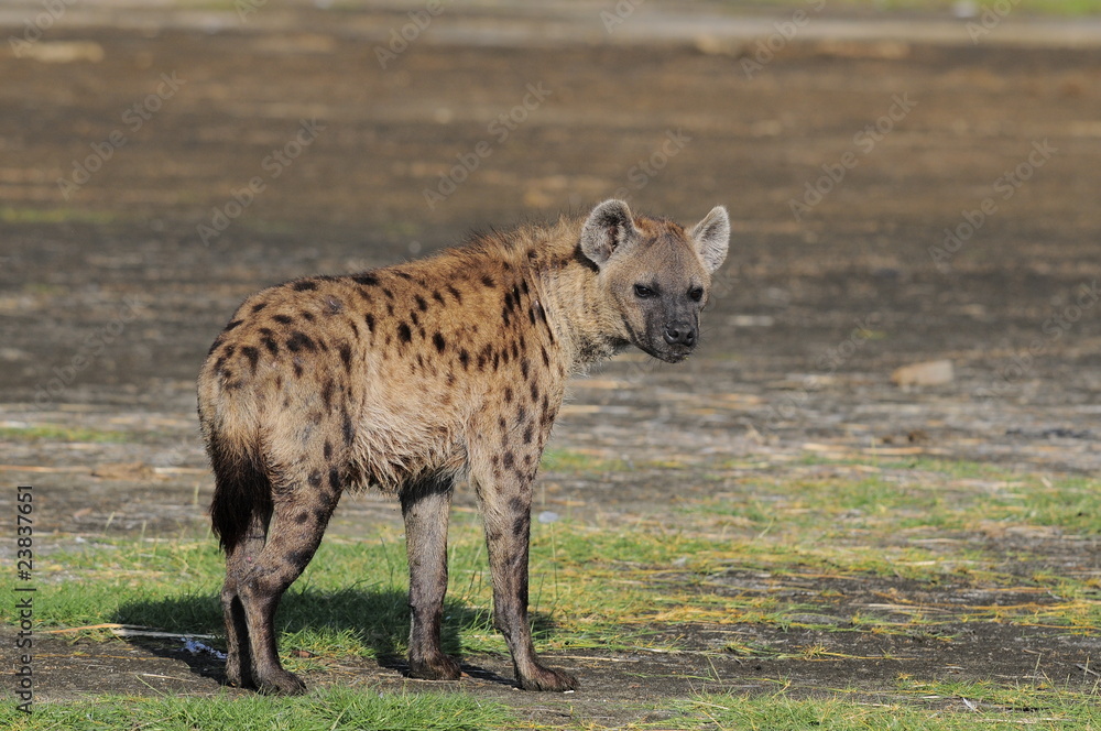 The Spotted Hyena (crocuta crocuta), lake Nakuru, Kenya The Spotted Hyena (crocuta crocuta), lake Nakuru, Kenya