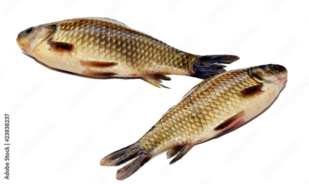 fresh crucian isolated on white background fresh crucian isolated on white background