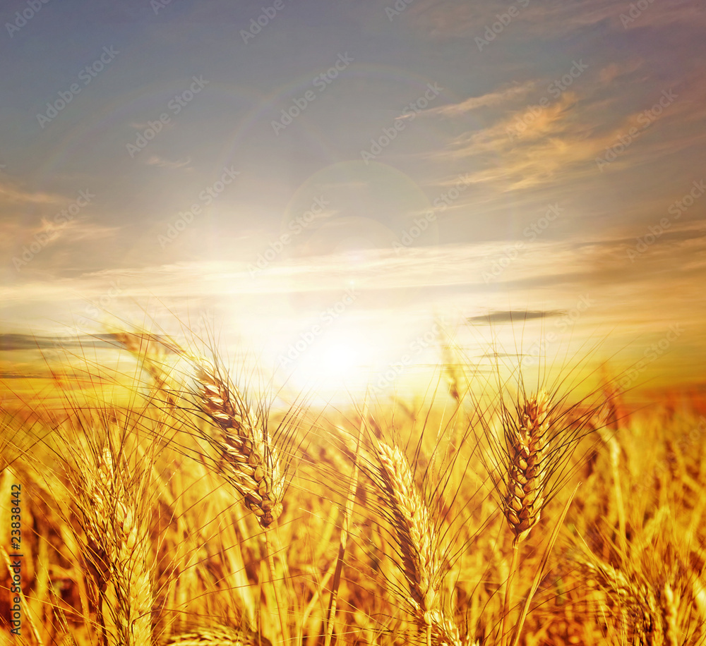 Obraz premium Beautiful Wheat.Sunset