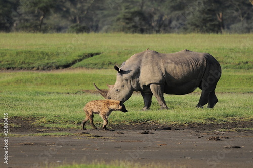 Rhinoceros   Spotted Hyena  lake Nakuru  Kenya