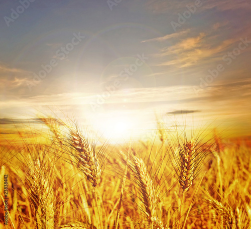 Beautiful Wheat.Sunset photo