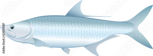 Tarpon - Vector illustration of saltwater fish.