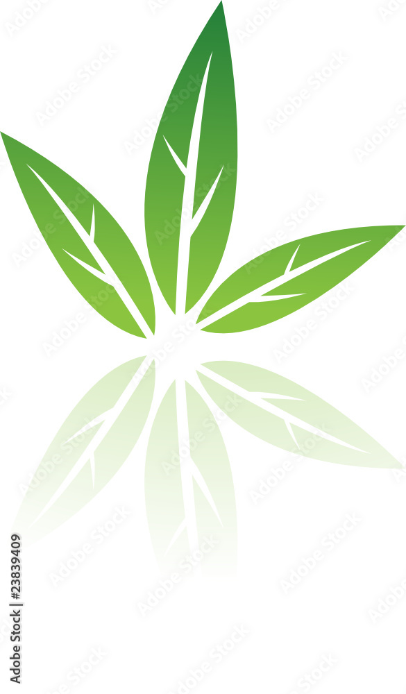 Green leaf isolated on white Green leaf isolated on white
