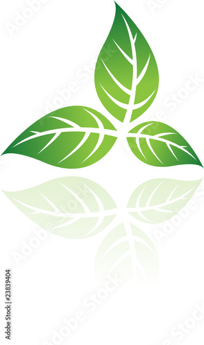 Green leaf isolated on white