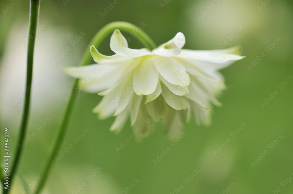 Fototapeta premium White Columbine flower