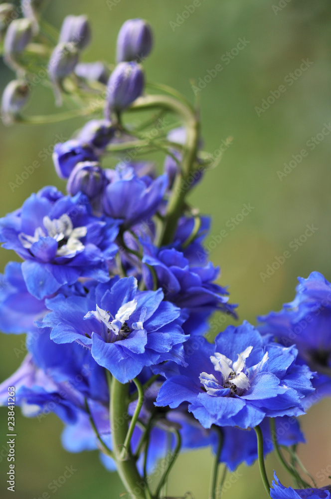 Blue delphinium flowers Blue delphinium flowers