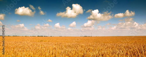 Wheat field