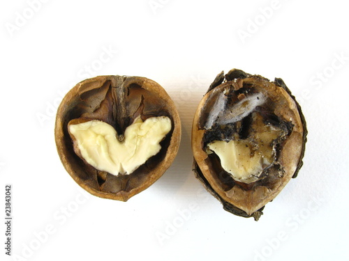 Iinfected walnut besides an healthy one photo