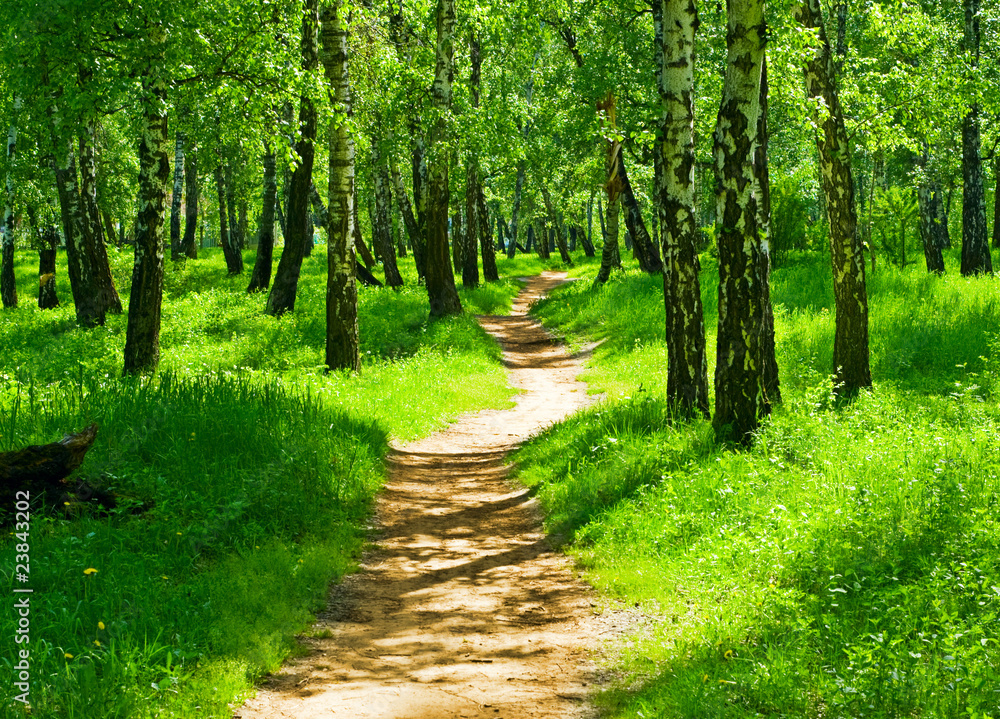 Naklejka premium green forest