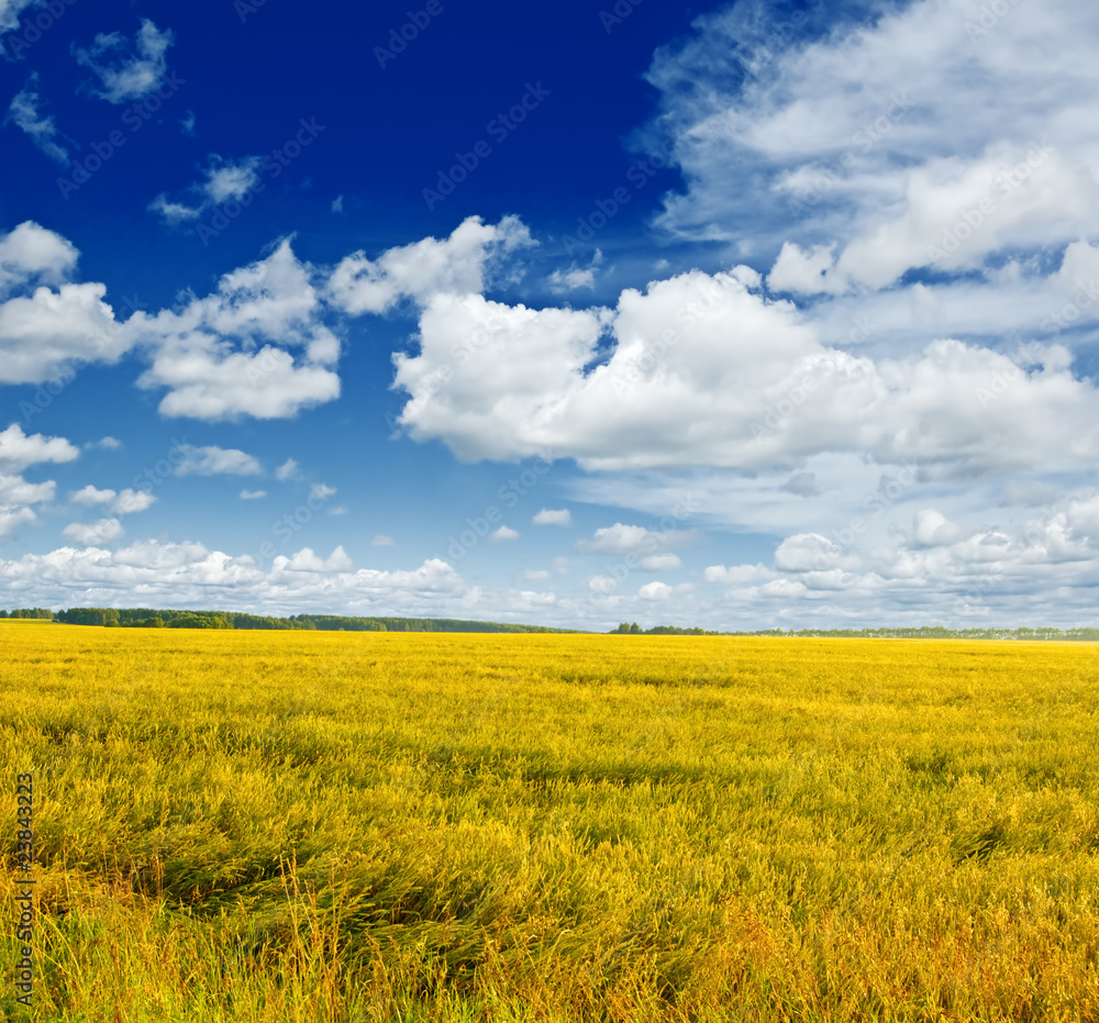 landscape landscape