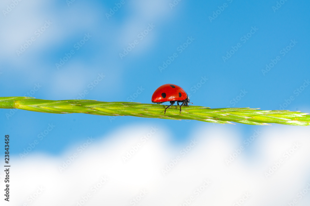 Fototapeta premium Ladybird on grass