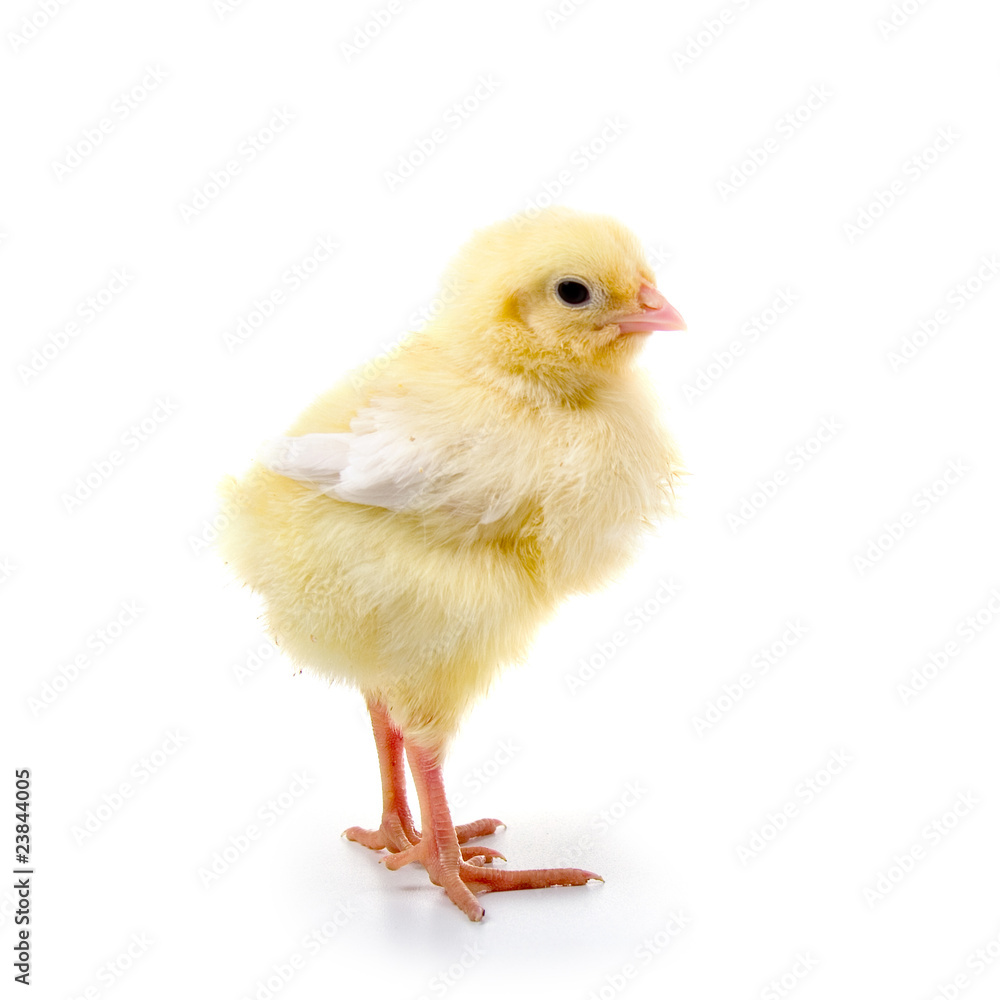 Obraz premium Yellow chicken