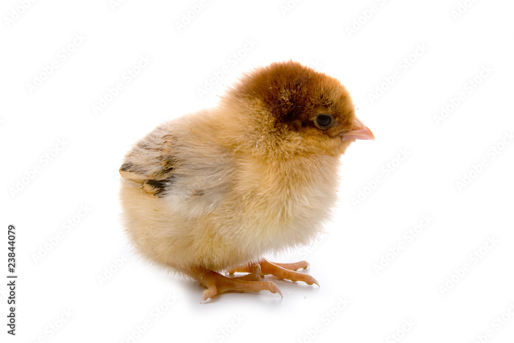 Obraz premium Brown chicken