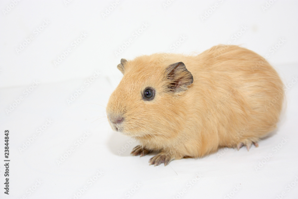 Fototapeta premium cochon d'inde