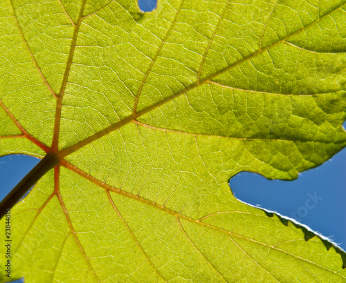 Leaf photo