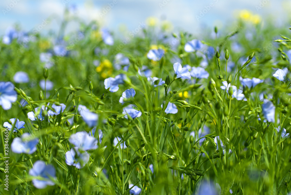 Fototapeta premium flax flowers