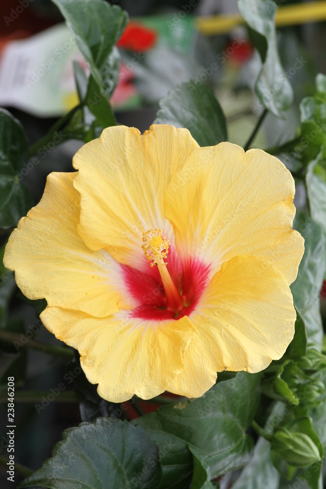 hibiscus hibiscus