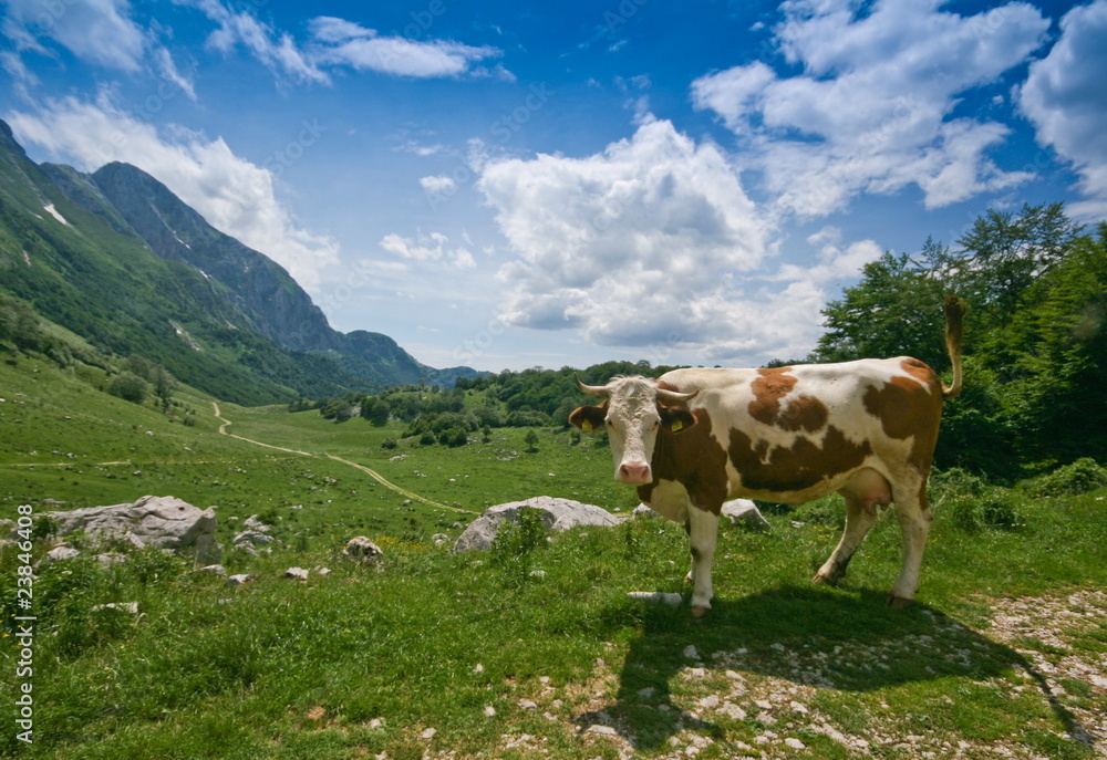 cow in alps