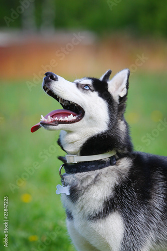 husky