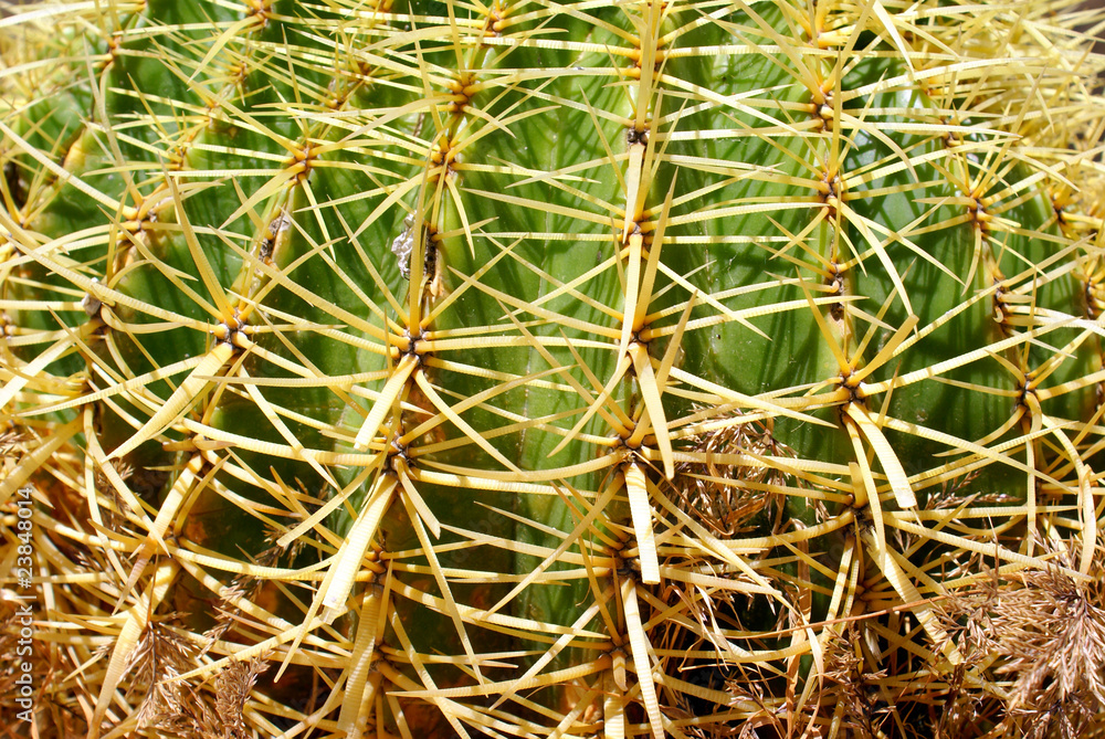 Potted globe cactus as background Potted globe cactus as background