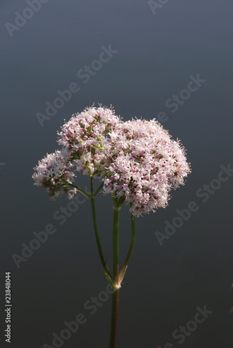 Baldrian,Valeriana officinalis