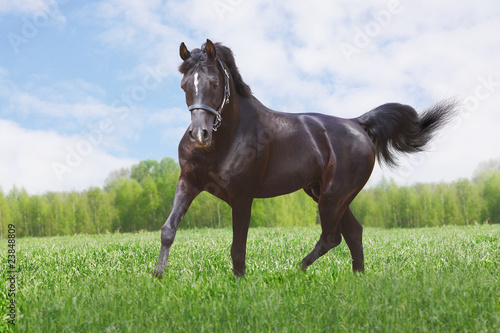 black horse
