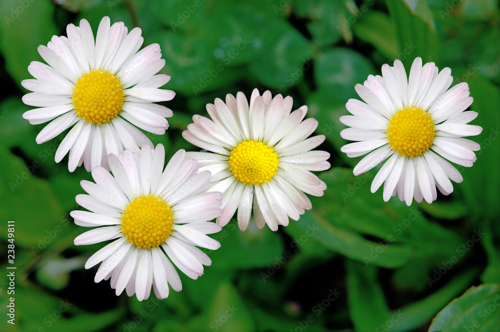 Fototapeta premium Daisies in the lawn