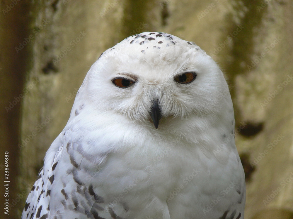 Portrait: Schneeeule Portrait: Schneeeule
