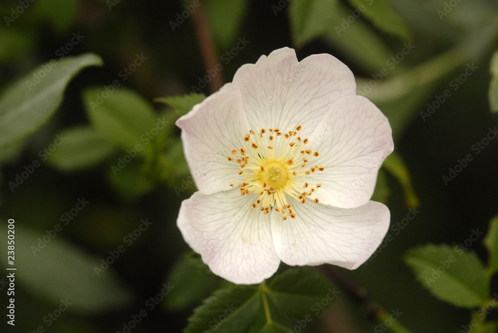 flor de rosal silvestre