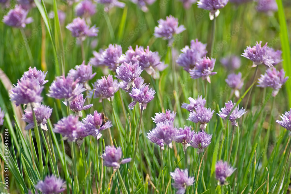 Flowers of Alliaceae on summer day Flowers of Alliaceae on summer day