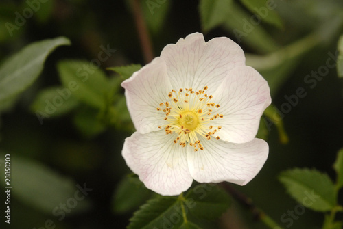 flor de rosal silvestre