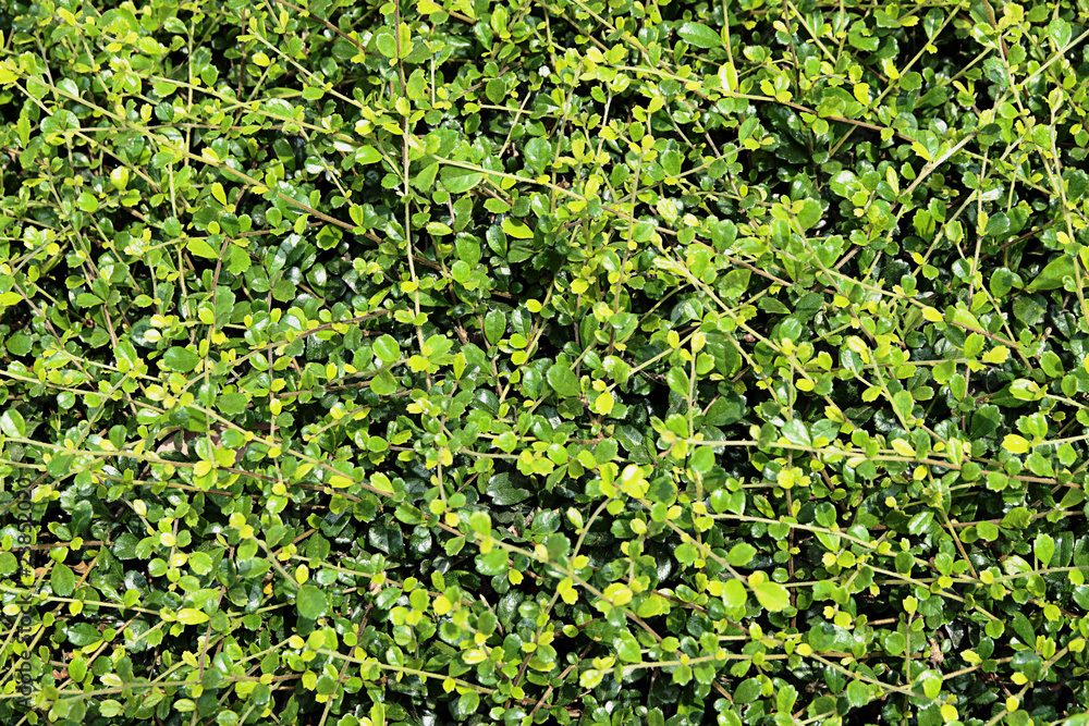 Obraz premium Green foliage