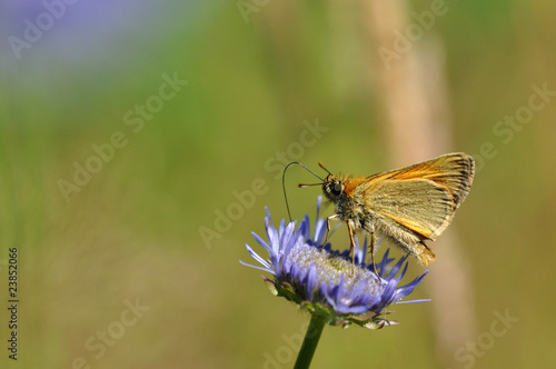 motyl