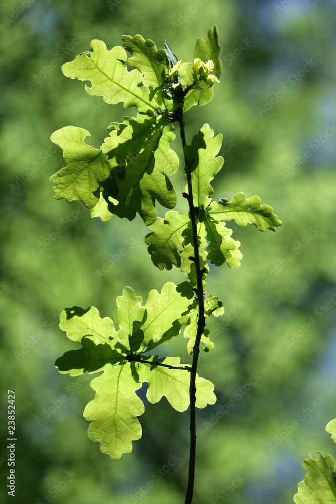 Oak Leaves Oak Leaves