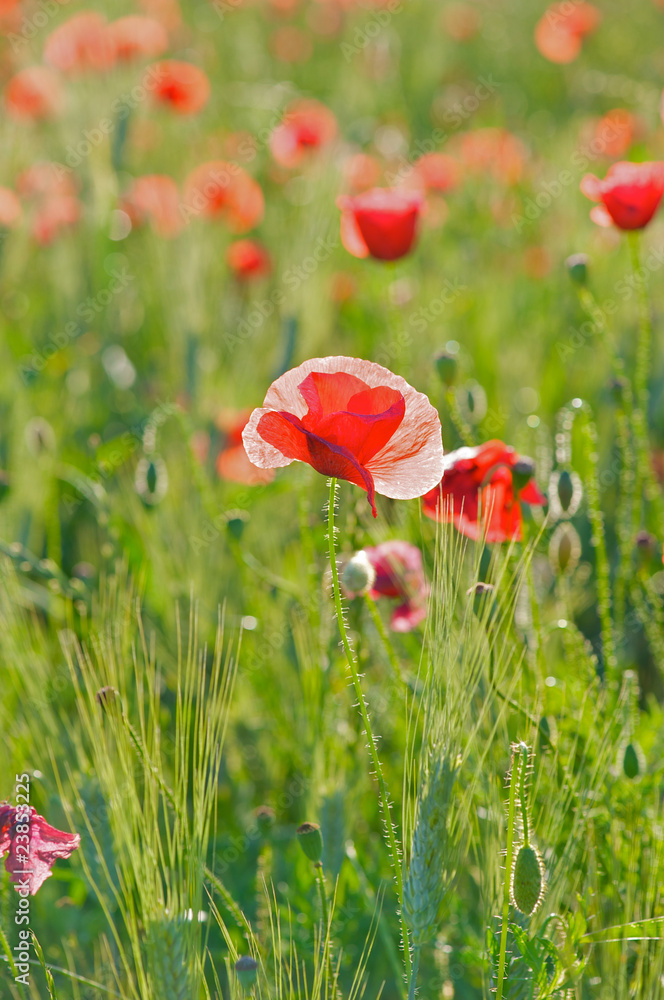 Obraz premium Poppies growing wild in France