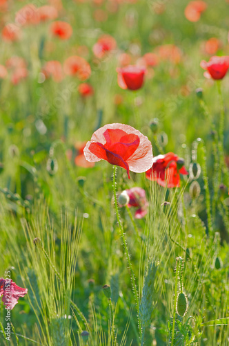 Poppies growing wild in France