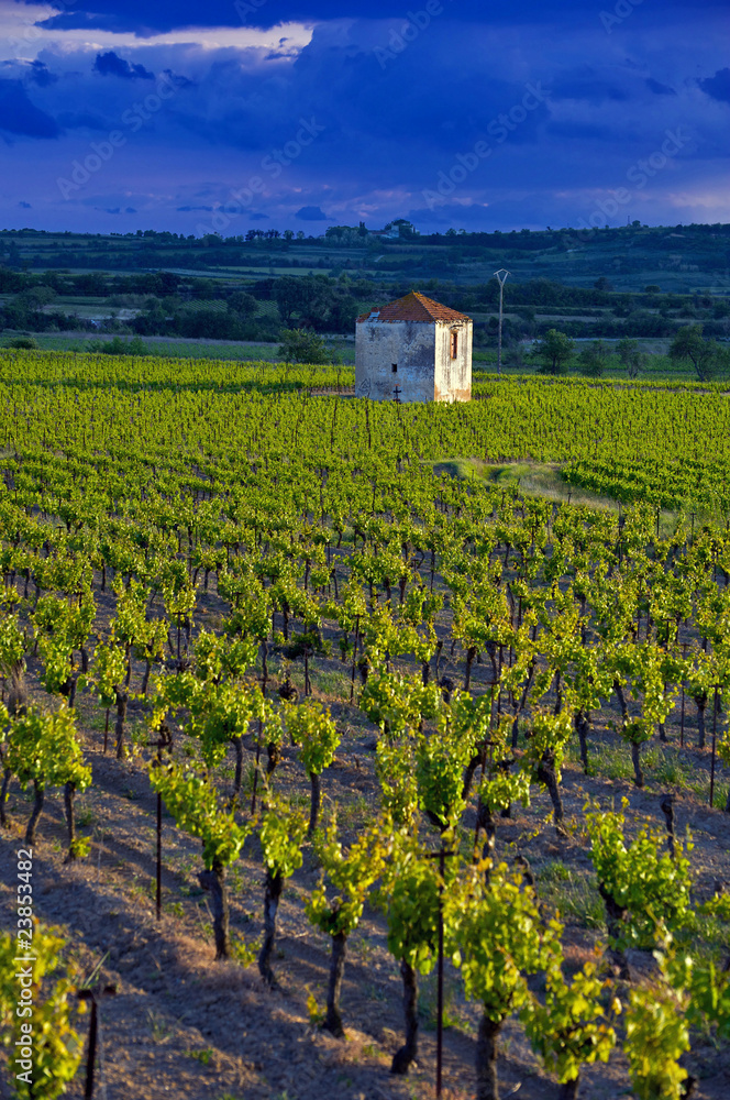 A solitary hut in vineyards